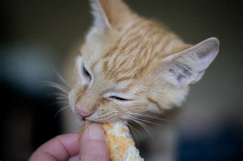 When Do Kittens Start Eating Food And Drinking Water Know The Facts