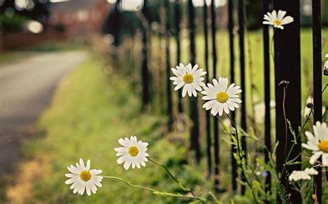 Pin By Adiraf Odran On Daisy A Day Facebook Cover Photos Nature