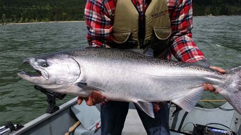 Freshwater Salmon Fishing Trips Pemberton British Columbia