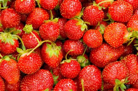 Lots Of Strawberries Stock Image Image Of Snack Freshness 11295435