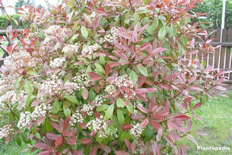 Photinia Little Red Robin Planting Instructions