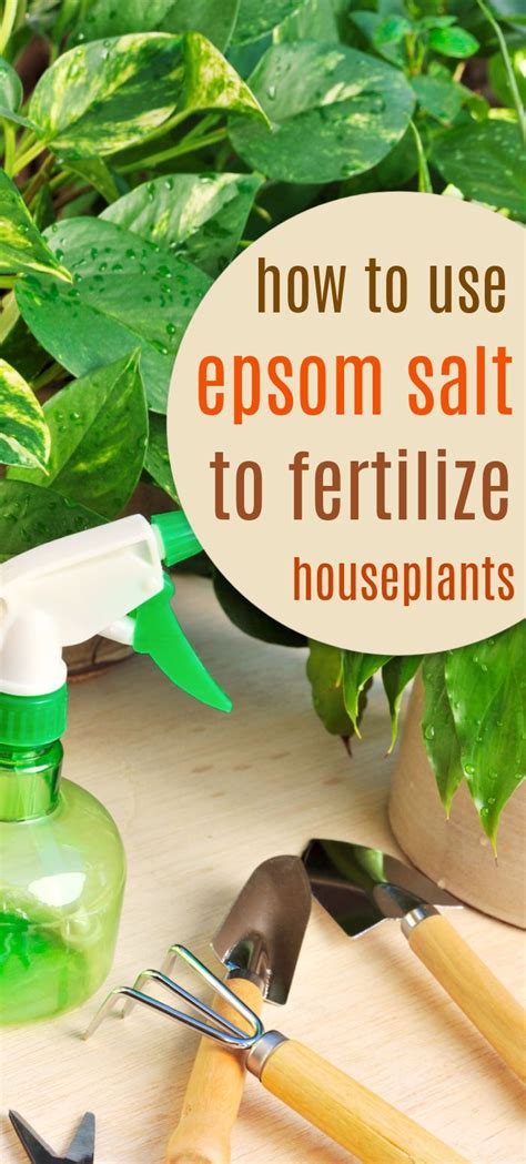 Using Epsom Salt To Fertilize Houseplants In 2021 Epsom Salt For