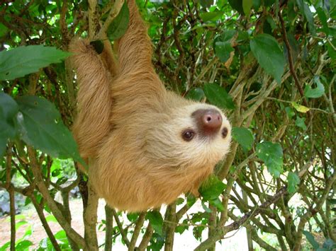 Their length is from 18 to 34 inches. Want to meet a sloth during SXSW? - News - Austin 360 ...