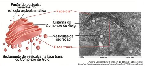 é Um Corpúsculo Esférico Envolvido Pelo Citoplasma