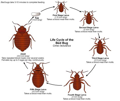 Bed Bugs Uncovered Distinguishing Bed Bugs And Dust Mites Picture