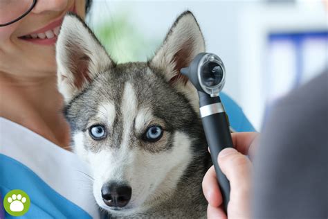 Zapalenie Ucha U Psa Jak Leczy Przyczyny I Objawy Wiat Zwierzaka