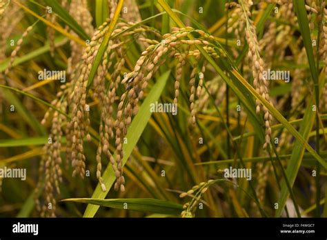 Rice Plant Rice Stock Photo Alamy