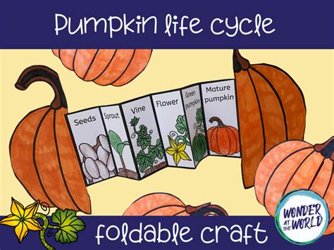 Plant Life Cycle Foldable Craft Bundle Teaching Resources
