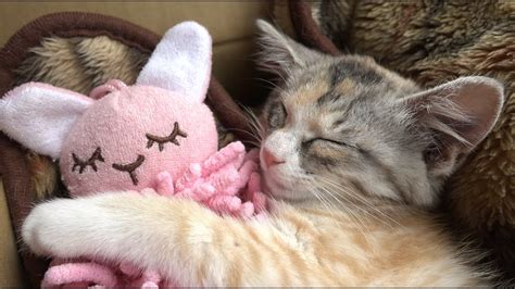 Cute Kitten Peacefully Sleeping 安心して眠るかわいい子猫 Youtube