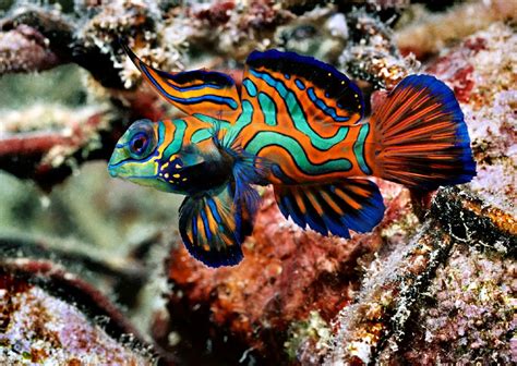 Top 10 Most Beautiful And Colorful Fish World Zoo Diary
