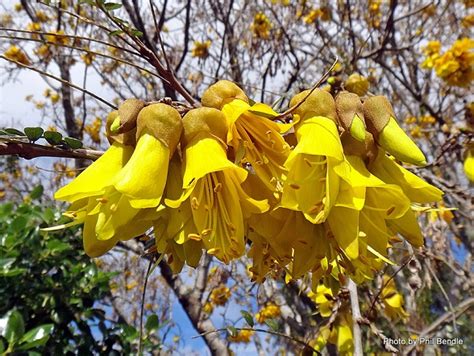 sophora tetraptera springvale garden centre