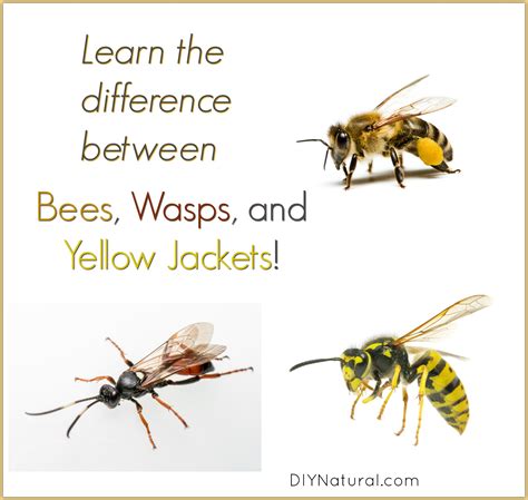 Learn The Difference Between Bees Wasps And Yellow Jackets