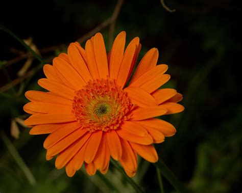 Hd Wallpaper Orange Flower Daisy Gerber Floral Blossom Garden
