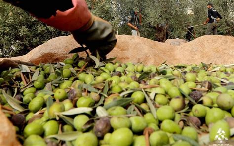 We Are Lebanon Lebanon Harvest Olive Tree