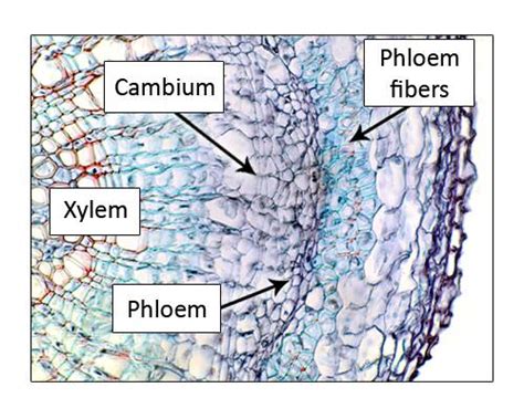 Cell Types Cambium