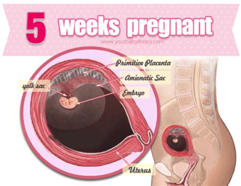 If you don't feel any of the above 4 weeks pregnant symptoms, then it is truly wonderful. 5 Weeks Pregnant- Getting Things In Order! - YourBabyLibrary