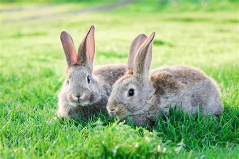 Rabbit Pairs And Companionship Supreme Petfoods