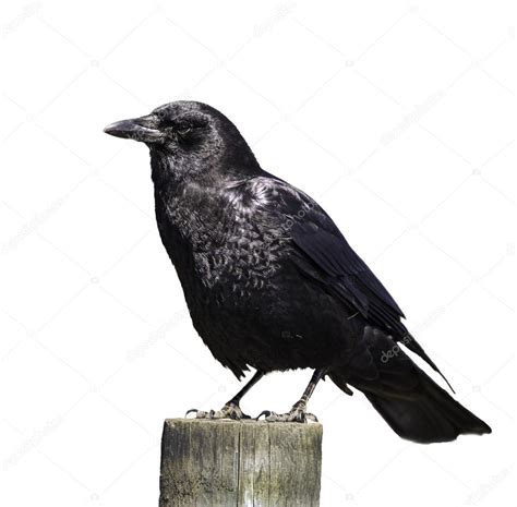 Black Crow Stock Photo Filipefrazao