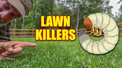 Grubs In The Lawn How To Identify And Kill Grubs Youtube