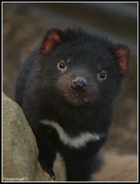 Tasmanian Devil Chuchu Blogs