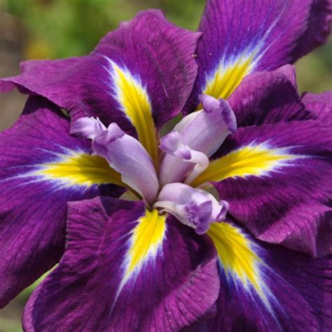 Iris Ensata Sensation Iris Du Japon à Grandes Fleurs Violettes