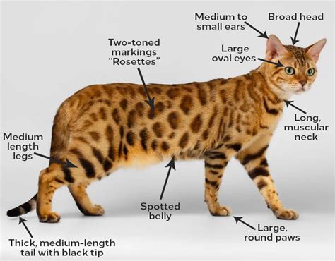 A female bengal can have a name that emphasizes their exotic yet classy nature like zenobia, sheba or cleopatra. Bengal | Exotic House Cat