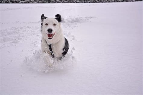 Our Rescue Dog Emma Enjoying Her First Snow Rdogpictures