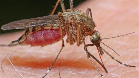 Mosquito Borne Ross River Virus Warning In Nsw