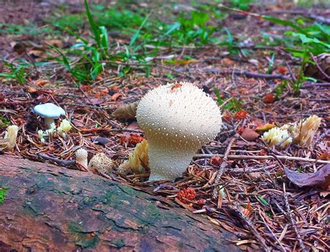 The Mystical World Of Mushrooms Captured In Photos Stuffed Mushrooms