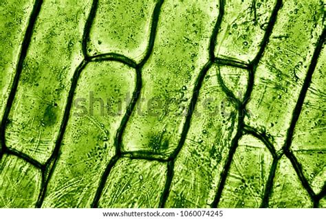 Plant Tissue Under Microscope Stock Photo Edit Now 1060074245