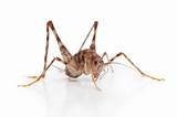 Roach Killing Home Remedies Photos