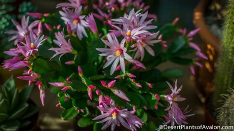 Others bloom in the heat of summer after they have stored up a significant amount of water. My Easter Cactus - Rhipsalidopsis gaertneri in pink bloom ...