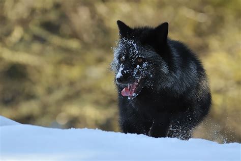 Download The Rare Beauty Of Black Foxes (45 Pics) | Bored Panda