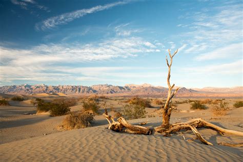 Diverse Deserts Of California Insider Families