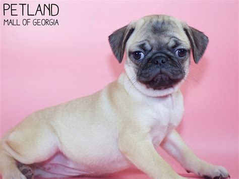 Affectionate and companion puppies for loving and caring home. Pug Puppies - Petland Mall of Georgia