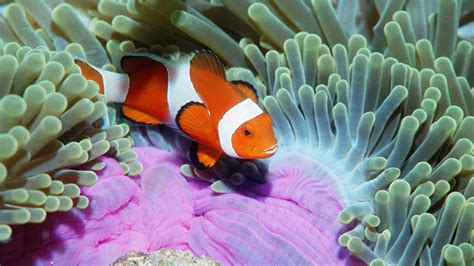 Clownfish Animals Sea Anemones Fish Wallpapers Hd Desktop And