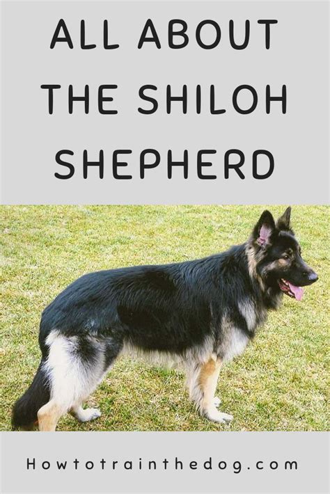 The Shiloh Shepherd Everything You Need To Know Shiloh Shepherd