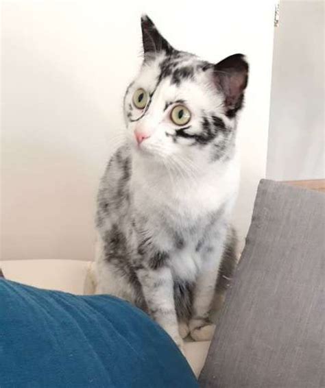 Cat With Rare Condition Changes Colors In Front Of Her Owners Eyes