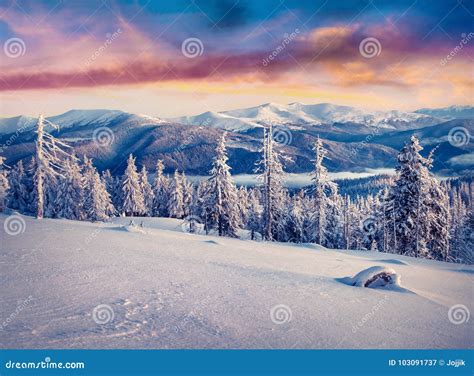 Splendid Winter Sunrise In Carpathian Mountains With Snow Cowered Trees
