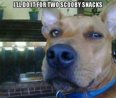 Top 25 Funny Memes Animals About Dogs Funny Animal Pictures Funny