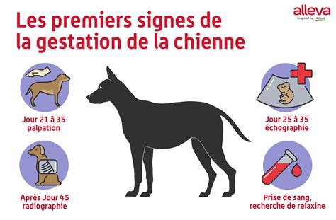 Tout Savoir Sur La Chienne En Gestation