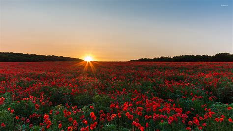 Poppy Field At Sunrise Wallpaper Nature Wallpapers 40041