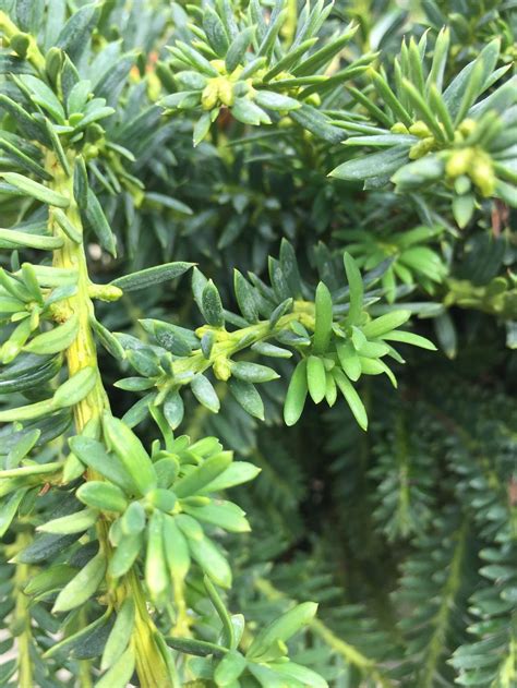 photo of the leaves of japanese yew taxus cuspidata emerald spreader® posted by