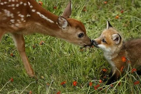 Unlikely Animal Friendships Duskys Wonders