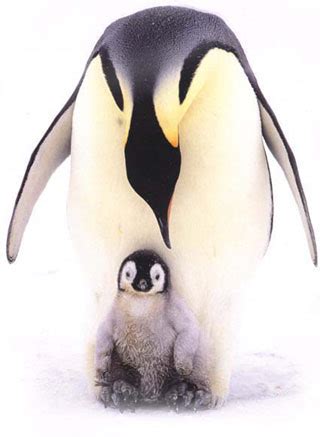 An overlapping coat of feathers. Emperor penguin（皇企鹅）_英语科普_英文阅读网