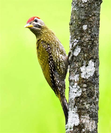 Streak Throated Woodpecker Null Woodpecker Wildlife