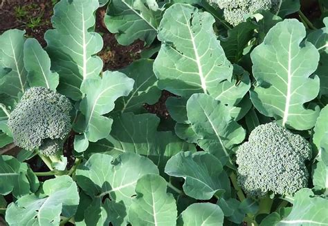 Growing Broccoli In Your Garden Guide From Sowing To Harvesting