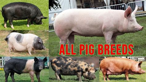 All Pig Breeds Complete List Of Pig Breeds In The World Types Of