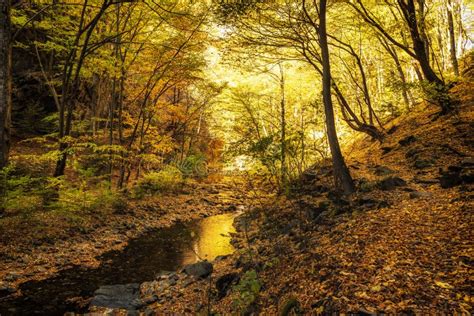 Autumn Creek Woods With Yellow Trees Foliage And Rocks In Forest