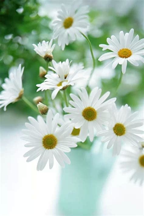See more ideas about iphone wallpaper, floral iphone, flower wallpaper. White daisies iPhone 4s Wallpapers Free Download